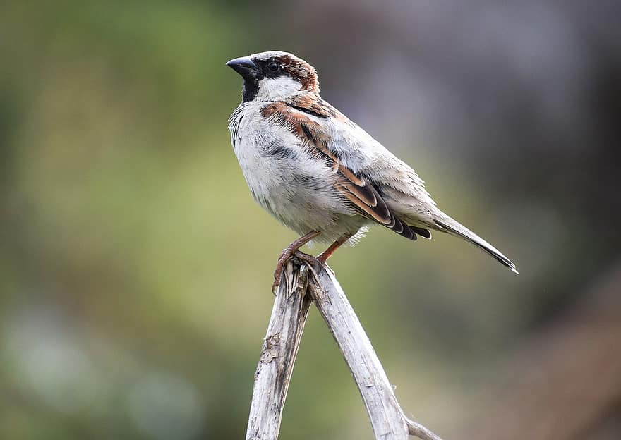 Sparrow, Bird, Wood, Perched, House Sparrow, Male Sparrow, Songbird, Animal, Wildlife, Feathers, Plumage