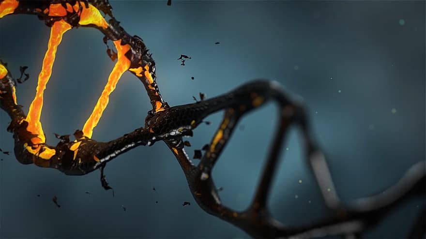DNA, molekül