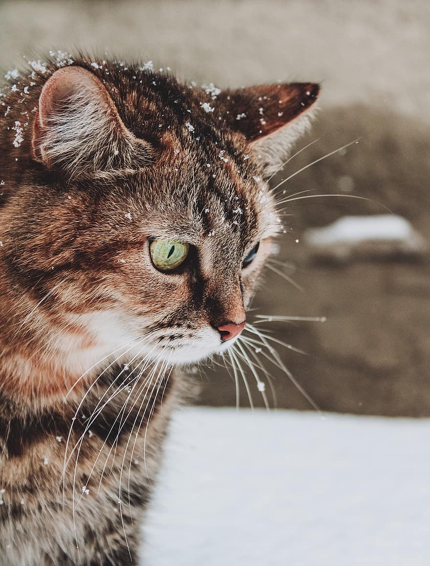 kot, zwierzę, śnieg, zimowy, zimno, szron, śnieżny, opady śniegu, kotek, portret, koci