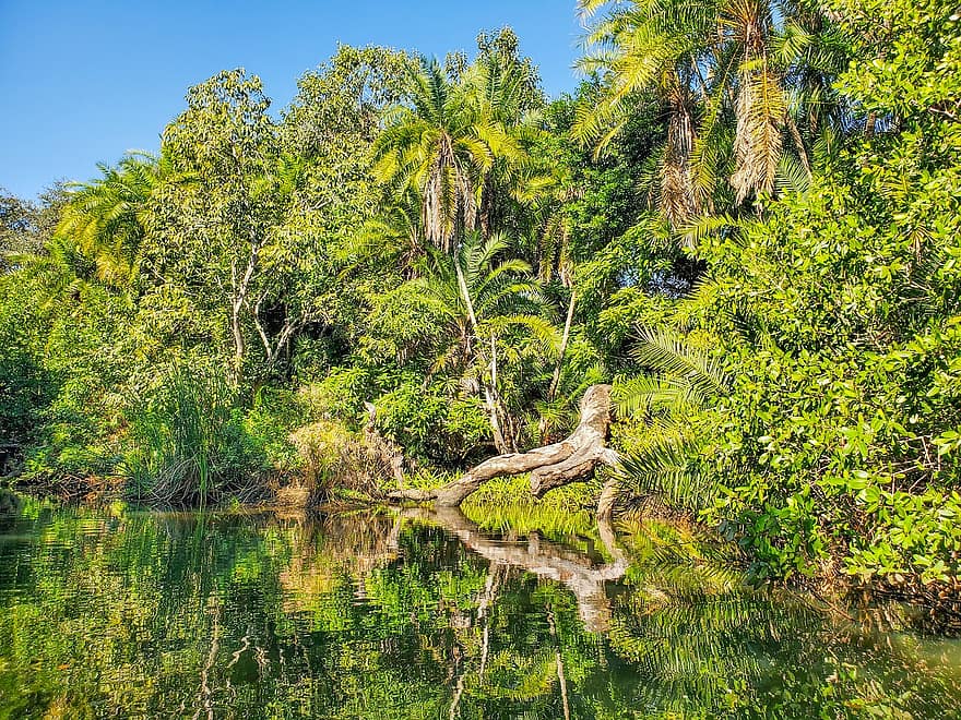 Fluss, Bäume, Reflexion, Estero River, Wasser, tropisch, Landschaft, szenisch, Natur, Tourismus, Florida