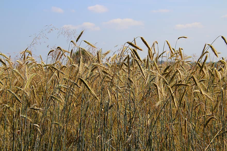 trigo, planta, naturaleza, agricultura, escena rural, granja, verano, crecimiento, temporada, planta de cereal, azul