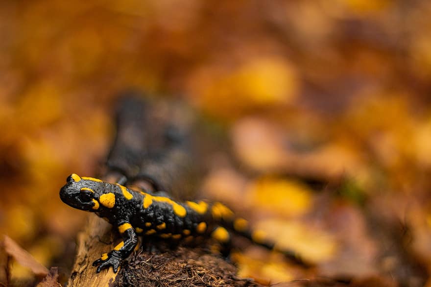 salamandra ognista, salamandra, płaz, Natura, gad, zwierzę, żółty, zwierzęta na wolności, zbliżenie, zagrożone gatunki, las