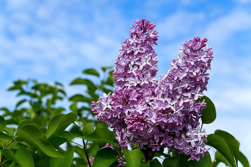 ungu, bunga-bunga, cabang, ungu umum, bunga ungu, kelopak, berkembang, menanam, musim semi, alam