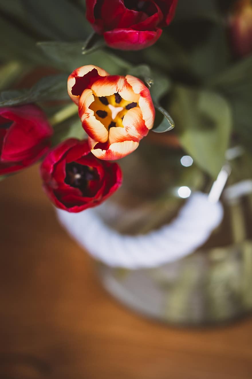 gėlė, žiedai, tulpės, vaza, Iš arti, makro, botanika, apdaila, žydi, tulpė, augalų