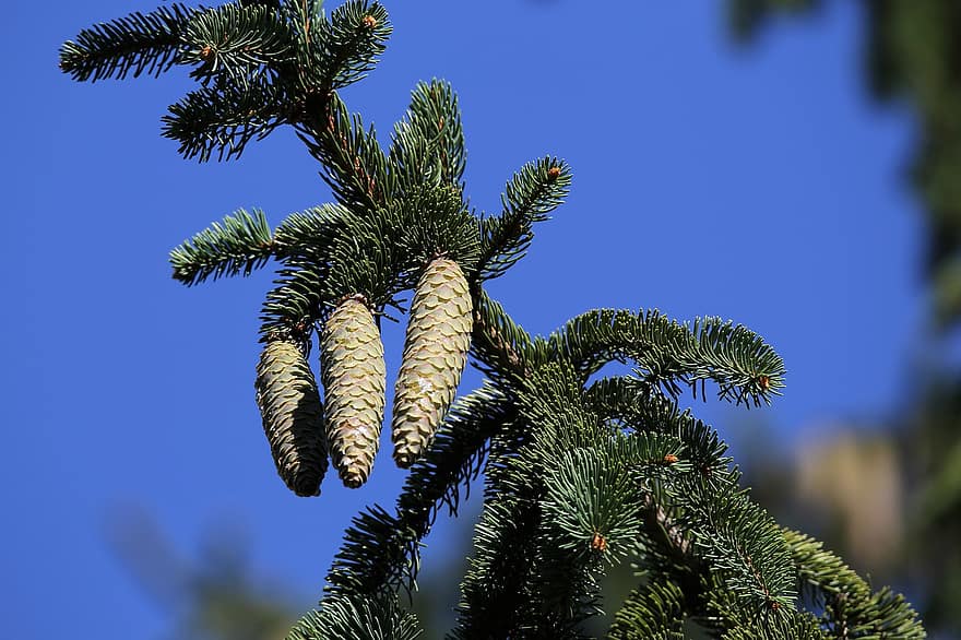 Spruce Tree, Cones, Branches, Evergreen, Needles, Summer, Blue Sky, Nature