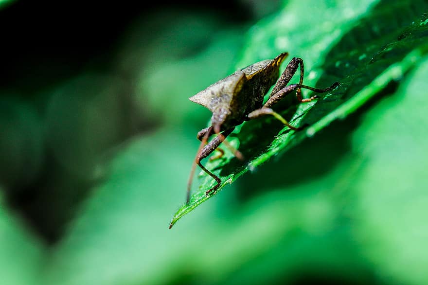 кожаный жук, Билл Керфе, ошибка, насекомое, зеленый