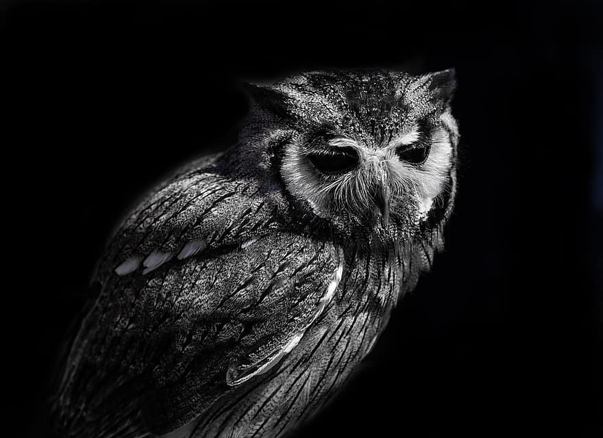 Owl, Bird Of Prey, Avian, Nature, Wildlife, beak, feather, animals in the wild, animal eye, close-up, eagle owl
