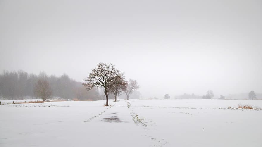 nieve, escarcha, Dom, las maravillas de invierno, paisaje, mágico, árbol