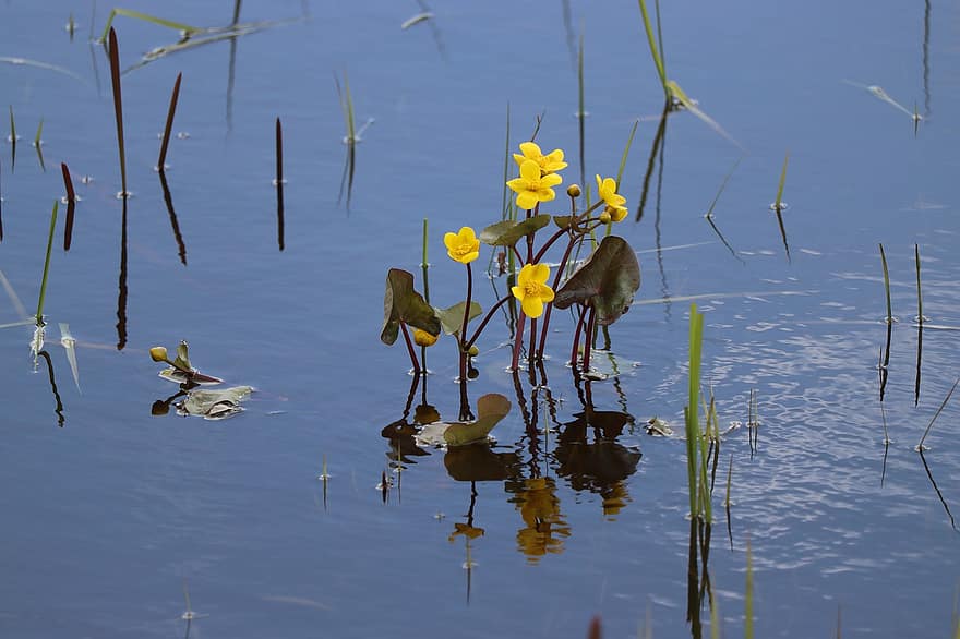 блато невен, цветя, жълти цветя, езеро, езерце, caltha palustris, вода, лято, жълт, син, растение