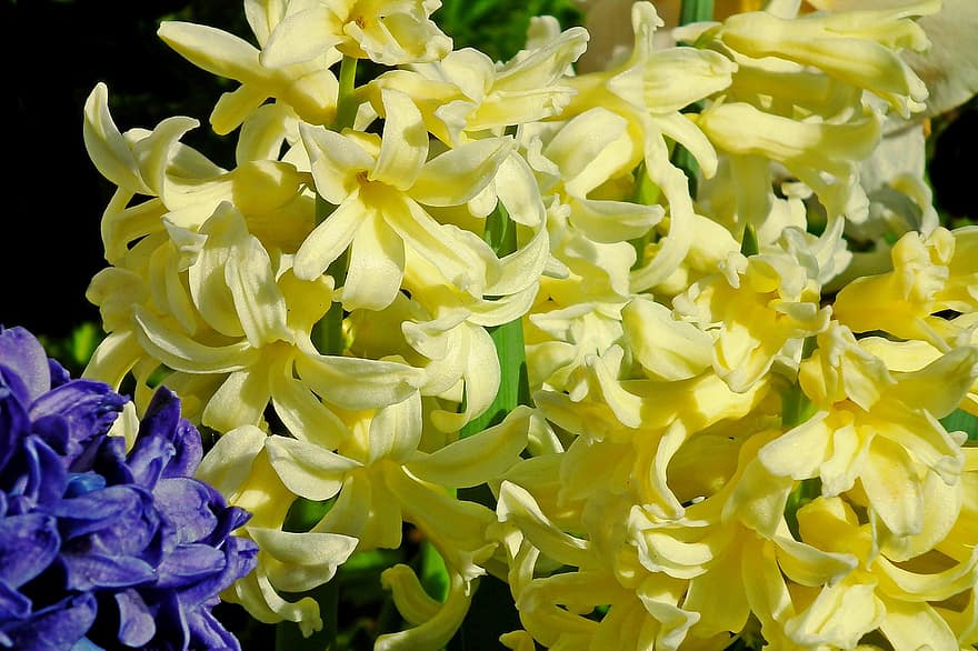 Flowers, Hyacinth, Garden, Nature, Spring, Bloom, Blossom, Botany