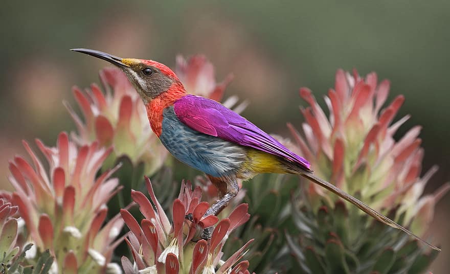 Gurney'nin Şeker Kuşu, kuş, hayvan, yaban hayatı, tüyler, tünemiş, Çiçekler, bitki, doğa, Kuş gözlemciliği, çok renkli