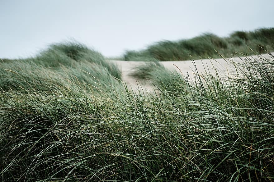 erba delle dune, Beachgrass americano, erba, sabbia, spiaggia, natura, costa