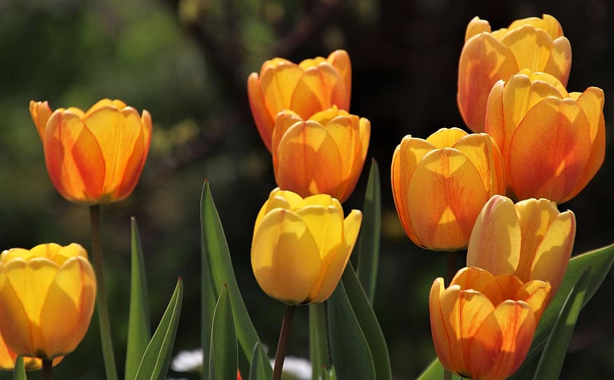 Tulips, Yellow Tulips, Flowers, Yellow Flowers, Bloom, Blossom, Petals, Yellow Petals, Flora, Floriculture, Horticulture