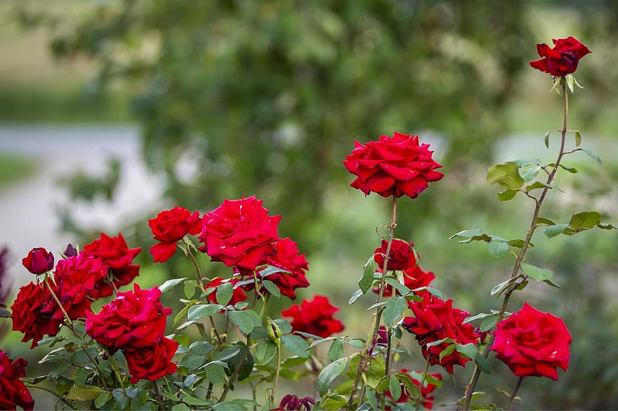 hoa hồng, những bông hoa, vườn, những bông hồng đỏ, hoa hồng nở, hoa, cánh hoa, cánh hoa hồng, hệ thực vật, cây, lá