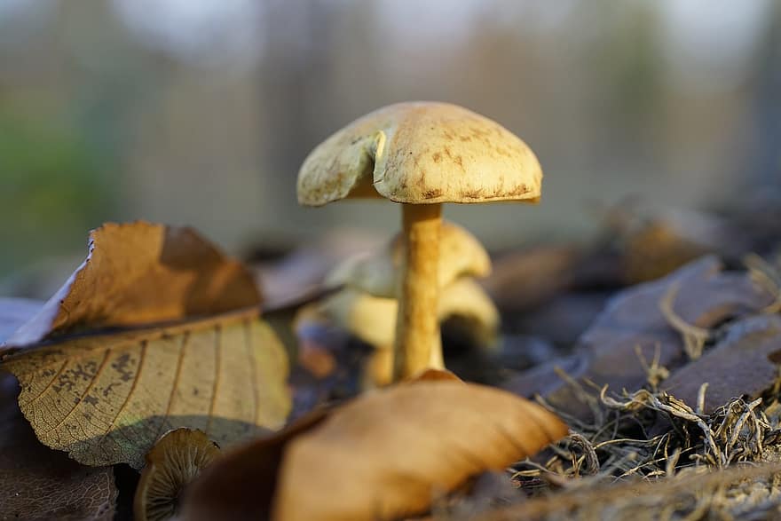 гриб, листя, ліс, земля, Крихітний гриб, поганка, грибок, лісова підлога, природи, впритул, жовтий гриб