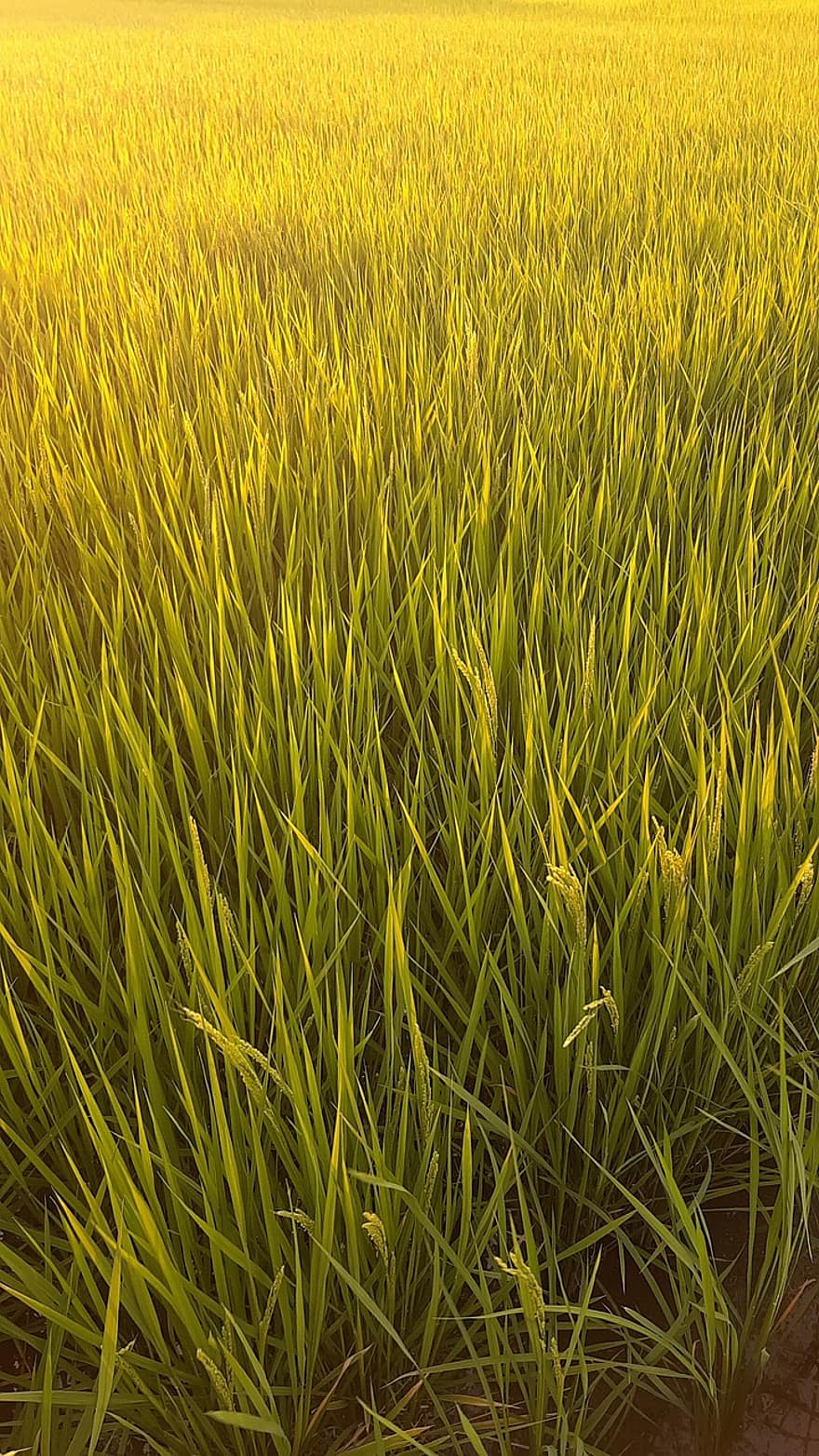 rīsu nelobīti, rīsu lauks, pļava, saulrieta, skaists