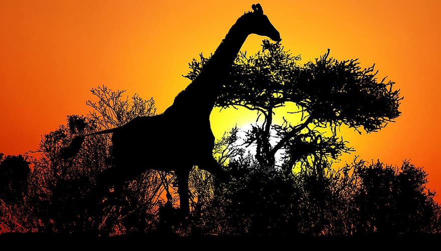 zonsondergang, savanne, giraffe, kleur, bomen, silhouet, landschap, schemering, nacht, avond, atmosfeer