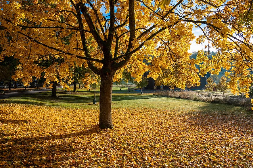 vallen, natuur, landschap, herfst, bomen, park, veld-, gebladerte, bladeren, herfstbladeren, herfst stemming