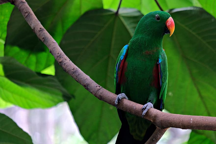 uccello, pappagallo eclectus, verde, fauna, becco, piuma, multicolore, ramo, avvicinamento, clima tropicale, colore verde