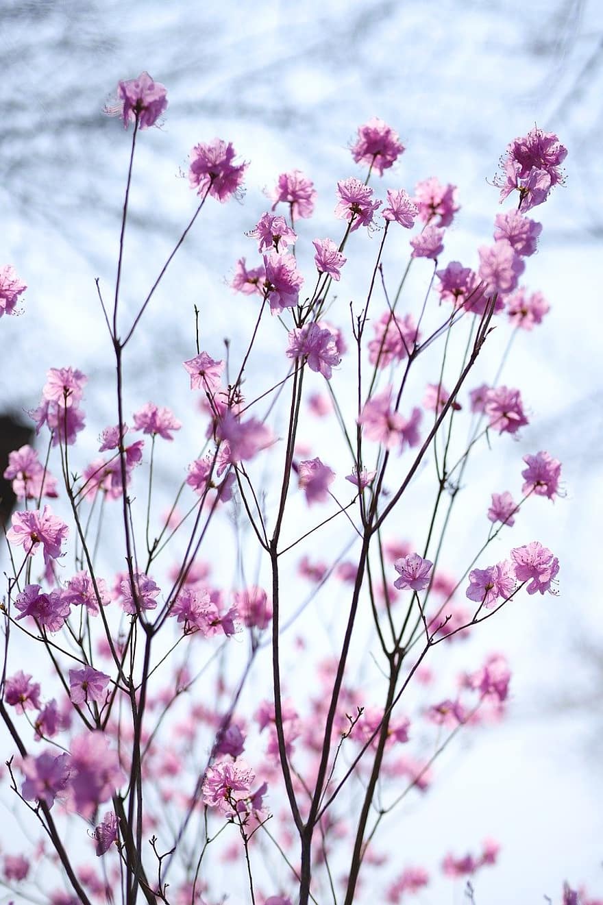rododendro coreano, las flores, planta, Rhododendron mucronulatum, pétalos, floración, flora, naturaleza, de cerca, flor, color rosa