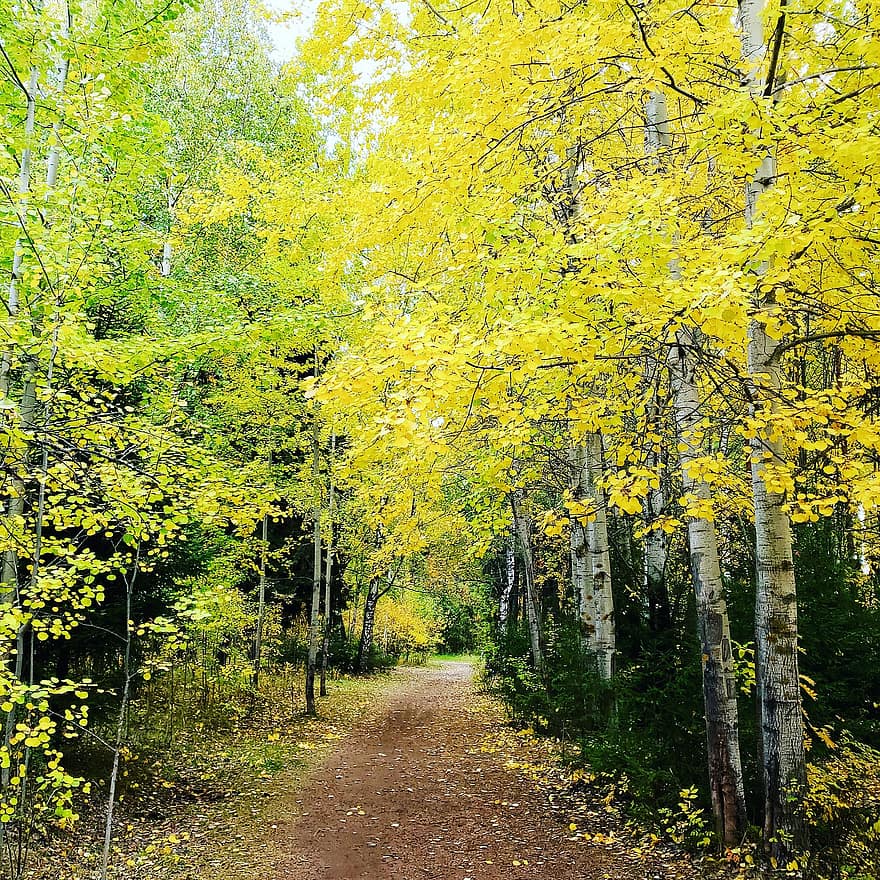 silnice, listy, podzim, les, procházka, krása, romantika, cestovat, dovolená, relaxace, Příroda