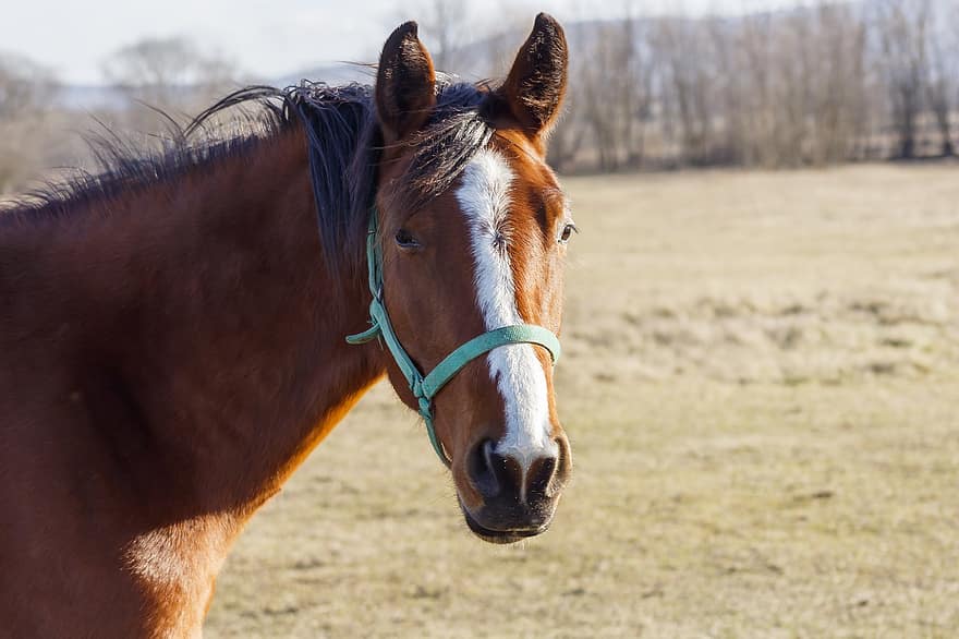 Horse, Foal, Stallion, Equine, Bridle, Ranch, Farm Animal, Pasture, Brown Horse, Mammal, Meadow