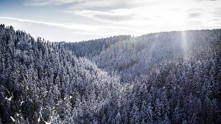 Sun, Winter, Wintry, Nature, Snow, Panorama, Ice, Forest, Trees