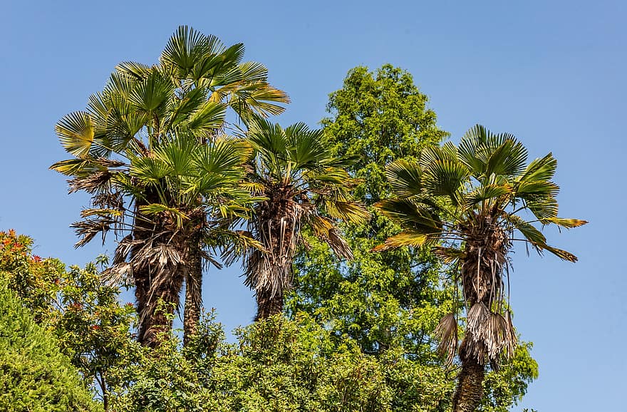 ventilatora palmas, palmu, koki, lapas, zaļumi, augiem, filiāles, tropu