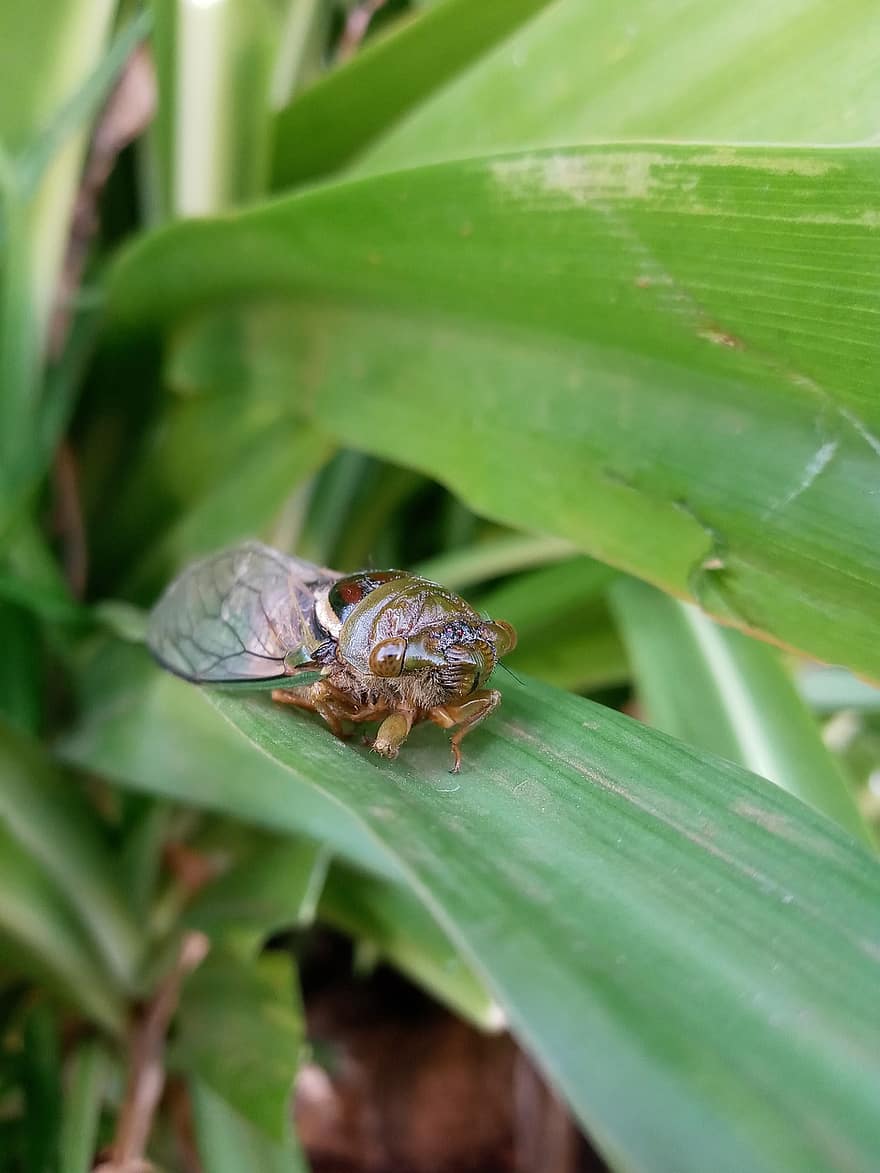 cicada, pobūdį, augalų, vabzdys, Homoptera, aklas