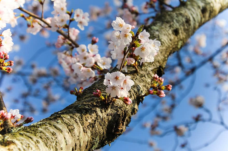 kirsikankukkia, kukat, sakura, kirsikkapuu, kevät