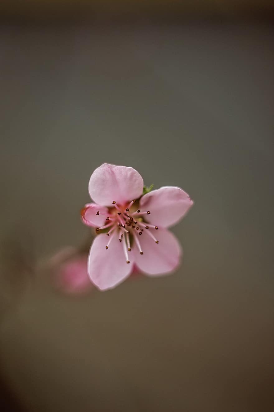 цветение персика, розовый цветок, весна, природа, макрос, цветок, крупный план, завод, лепесток, цвести, головка цветка