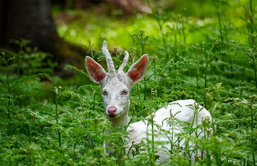 Deer, White-tailed Deer, Whitetail, Virginia Deer, Wild Animal, Wildlife, Wildlife Park, Forest