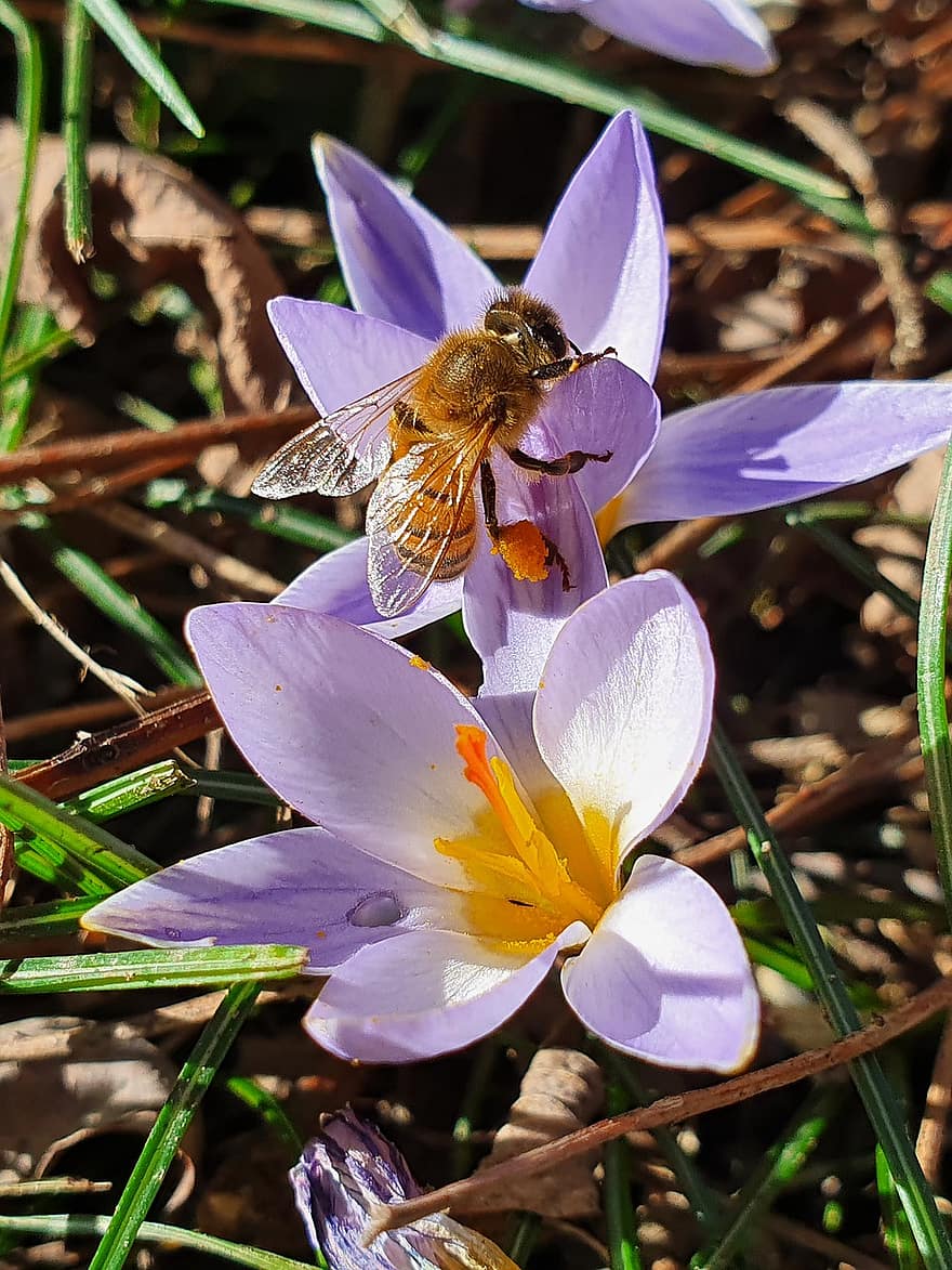 fleur, abeille, pollinisation, la nature, insecte, entomologie, Floraison, fermer, été, plante, macro