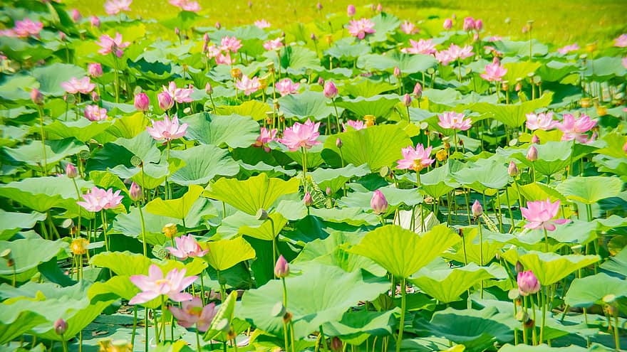 lotus, flors, plantes, flors de color rosa, lliris d'aigua, brots, florir, plantes aquàtiques, fulles de lotus, estany