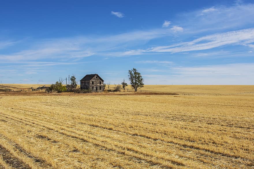 Wheat, Barn, Field, House, Farm House, Homestead, Wheat Field, Crops, Wheat Crops, Arable Land, Agriculture
