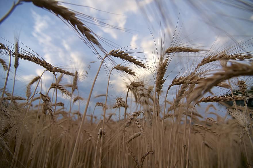 пшениця, поле, ферми, жито, урожай, посів, сільськогосподарські угіддя, сільське господарство, впритул