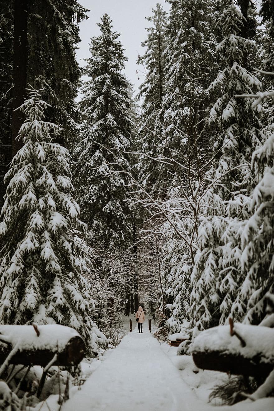 Snow, Trees, Forest, Woods, Conifers, Coniferous, Conifer Forest, Trail, Path, Winter, Person