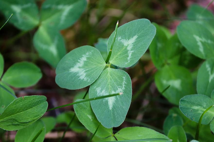 Klee, Four Leaf Clover, Trifolium, Luck, Lucky Charm, Green, Lucky Clover, Symbol, Leaf, Meadow, Fabaceae