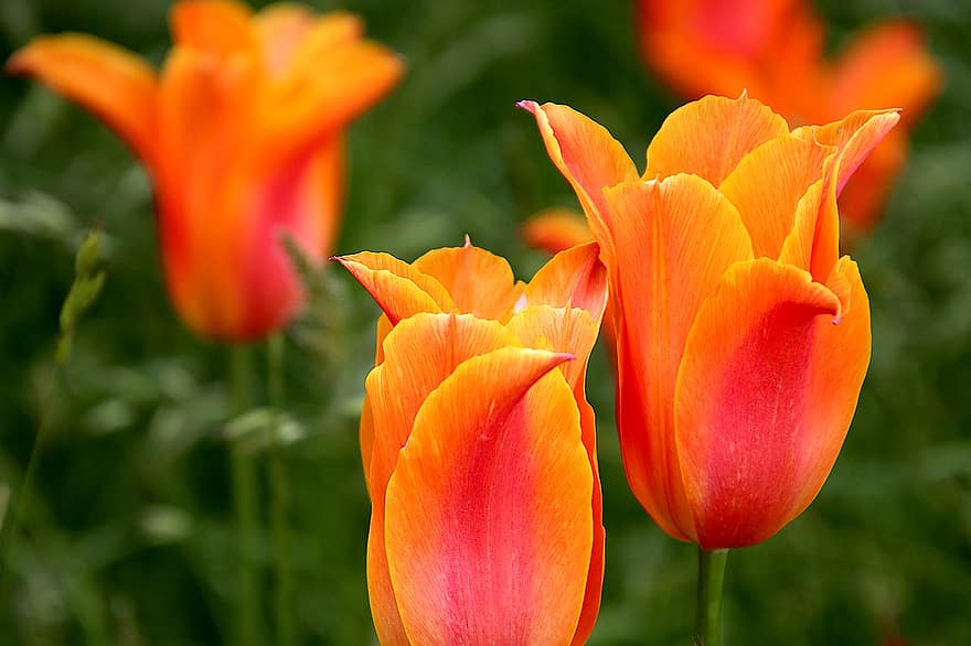 tulipaner, blomster, pæreplanter, oransje farge, nærbilde, detaljer, vår, hage, hagearbeid, hagebruk, botanisk