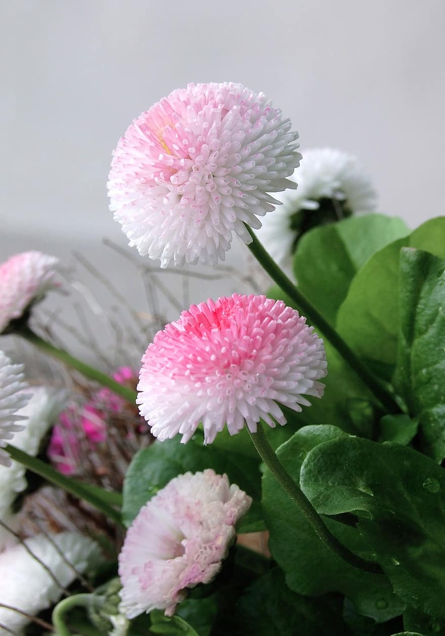 Daisy, Bellis Perennis, Flowers, Petals, Daisies, Pot, Potted, House Plant, Botany, Decoration, Blooming