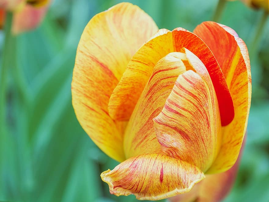 tulipan, blomst, have, tulipaneblader, flor, blomstre, forårsbloem, kronblade, flora, plante, tæt på