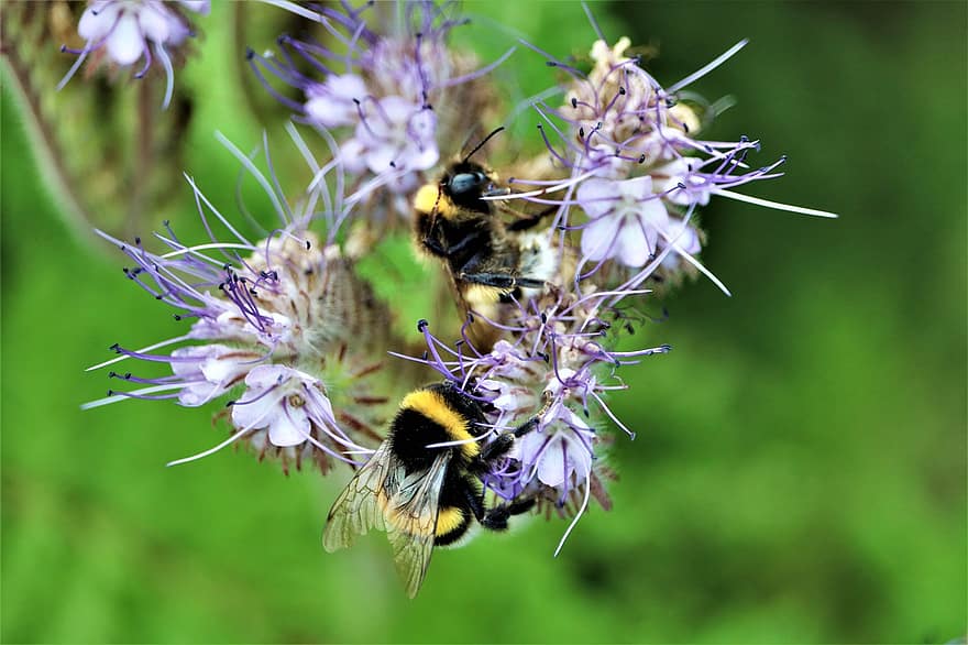 insecto, abeja, abejorro, biodiversidad, jardín, las flores, Kempen, Niederrhein, flores silvestres
