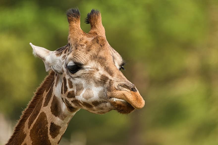 girafa, animal, zoo, mamífer, vida salvatge, naturalesa