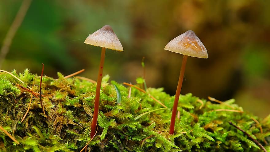 Mushroom, Moss, Fungus, Fungai, Autumn, Forest, Ground, Hat