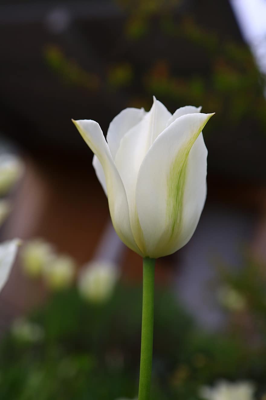 белый тюльпан, тюльпан, белый цветок, цветок, закрыть, пейзаж, весна, завод, головка цветка, лепесток, крупный план