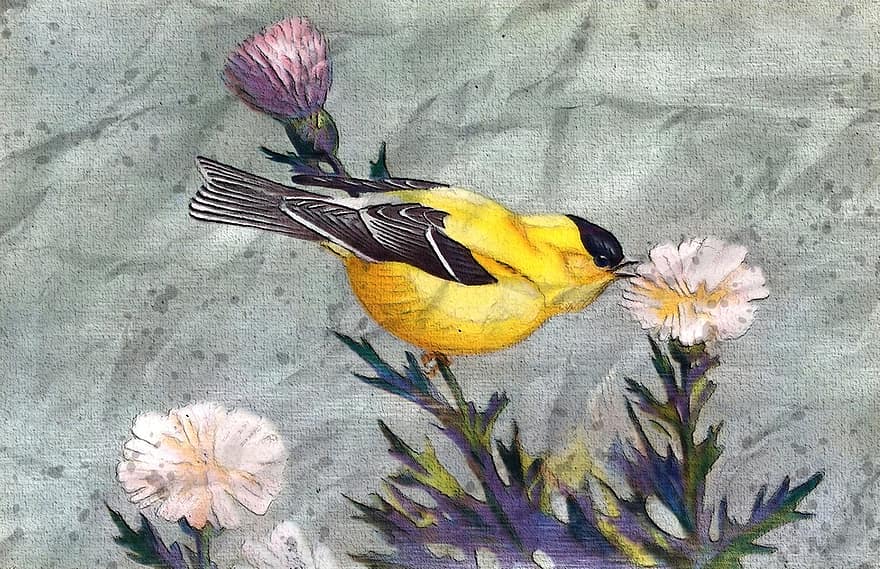 goldfinch, în aer liber, sălbatic, animale sălbatice, pasăre, biban, floare, ramură, a inflori, colorat, natură