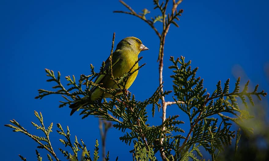 Bird, Greenfinch, Finch, Animal, Wildlife, Bird Watching, branch, beak, feather, animals in the wild, yellow
