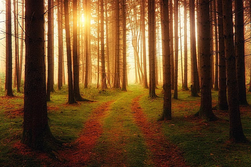 далеч, светлина, гора, горски път, лъчи, есен, атмосфера, мъх, природа, иглолистна гора, разбира се
