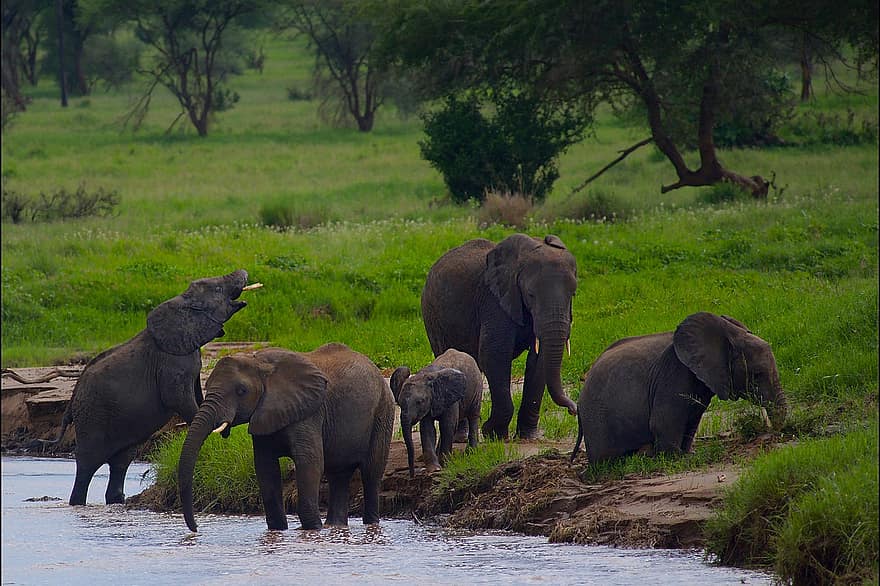 elefanter, pachyderm, støttenner, eng, dyreliv, vill, Afrika, villmark, tarangire nasjonalpark, vann, landskap