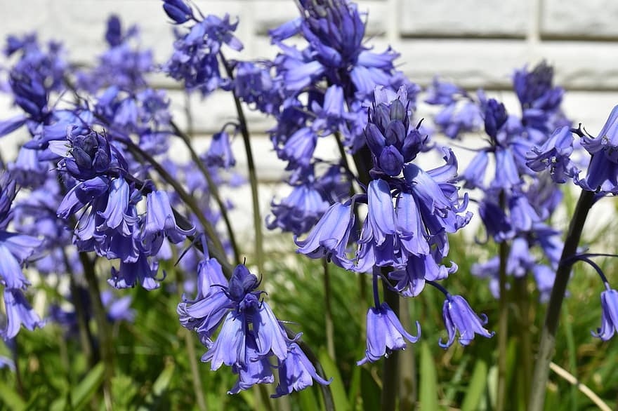 Flowers, Bluebells, Nature, Spring, Flora, Growth, Bloom, Blossom, flower, plant, close-up